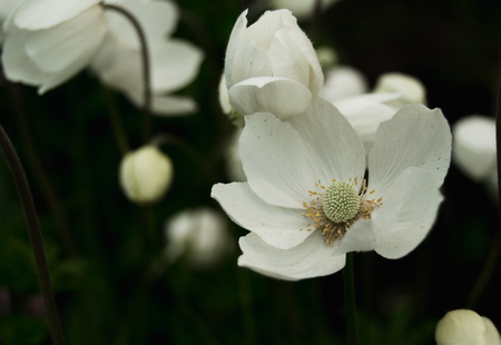 White anemones in gardenの写真素材