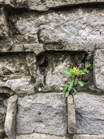 Old brick wall with a flower growing on itの写真素材