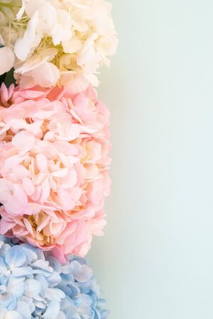 White, pink and purple hydrangeas on blue background, copy spaceの写真素材