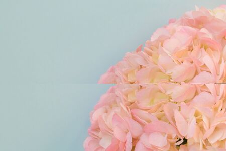 Beautiful pink hydrangea on blue background, copy space