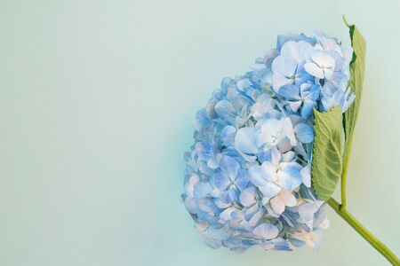 Beautiful blue hydrangea on blue background, copy spaceの写真素材