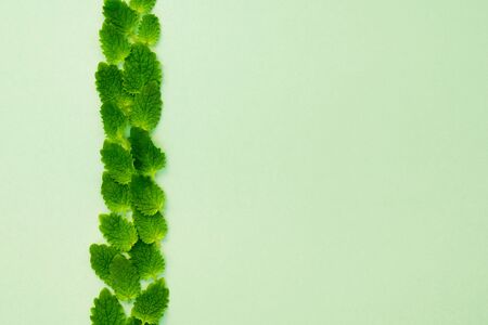 Fresh green melissa leaves on green background, copy space