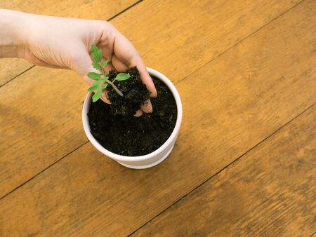 Female hand holding seeding to plant it in a pot on wooden backgound.