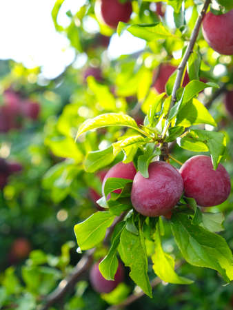 Ripe red plums on a branch in the garden