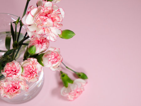 Mini carnation flowers in a vase on pink backgroundの写真素材