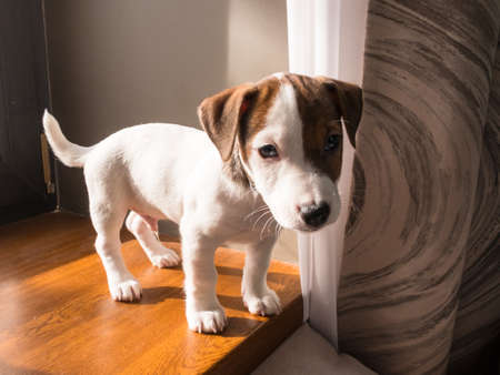 Small Jack russell puppy on the windowsillの写真素材
