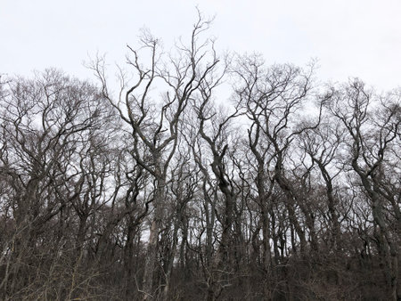 Irregular wavy trees against a gloomy sky on the Curonian Spit, Russiaの写真素材