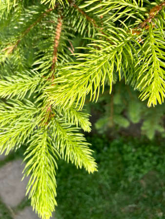 Young fir branches in sunlight, green background