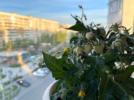 Balcony garden. Tomato bush in a pot on the balcony of a residential multi-storey building.の写真素材