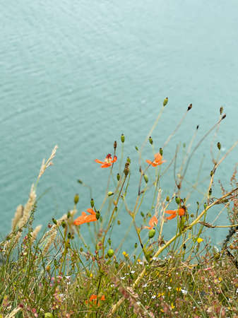 Wild poppies and various herbs on the background of turquoise water.