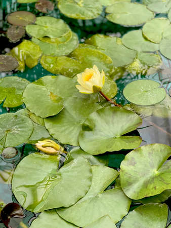 Yellow water lily on the pondの写真素材