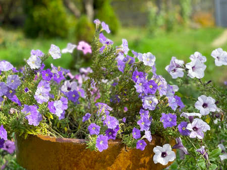 A lot of petunias in a brown pot in the gardenの写真素材