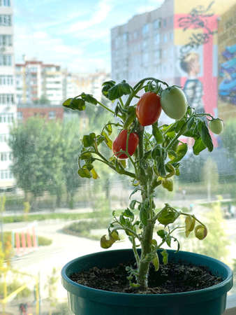 Balcony garden: ripe potted tomatoes on a balcony in a residential apartment building. Home grown, local produce and urban farming concept.の写真素材