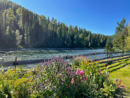 Well-groomed garden on the banks of the river, overgrown with coniferous forest. Altai, Russiaの写真素材