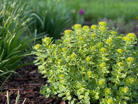 A beautiful bush of unblown flowers in a flower bed in the garden