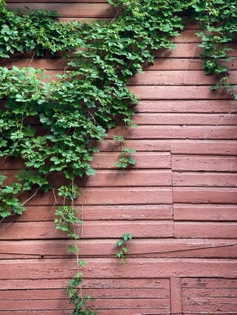 Ivy weaving on a wooden pink wallの写真素材