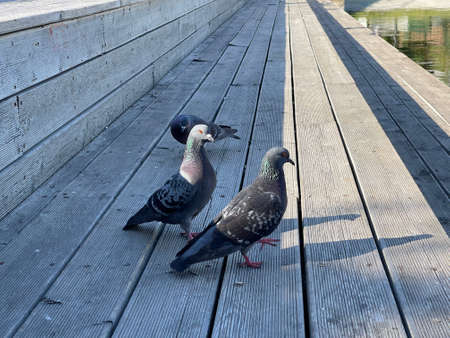 Pigeon on a wooden deck eating crumbs