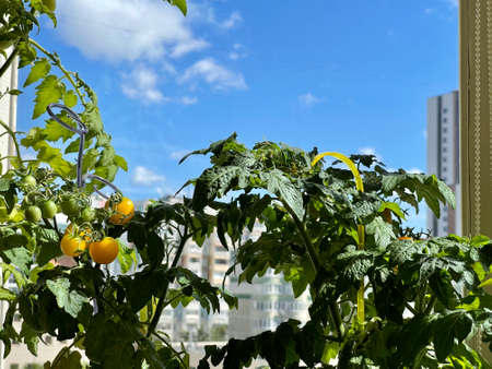 Balcony garden: ripe potted tomatoes on a balcony in a residential apartment buildingの写真素材