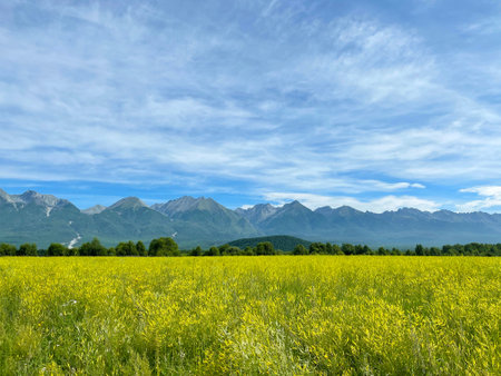 View on field of blooming wild flowers in Tunka Valley against background of Eastern Sayan Mountainous. Summer travel in Buryatia, Russia.の写真素材