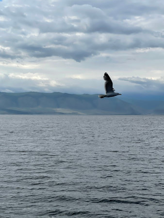 Seagull flying in the sky over Lake Baikal. Beautiful mountain landscape on a cloudy day.