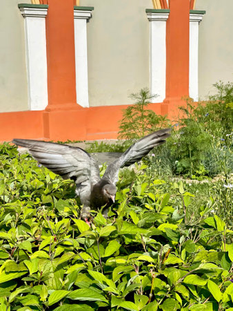 A dove with spread wings sits on a bush looking for berriesの写真素材