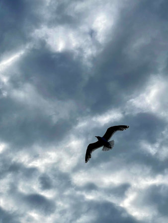 Silhouette of a seagull on the background of the sky in the cloudsの写真素材