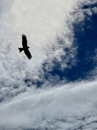 Eagle flying in the cloudy sky