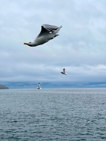 Seagull flying in the sky over Lake Baikal. Beautiful mountain landscape on a cloudy day.の写真素材