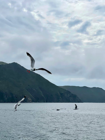 Seagull flying in the sky over Lake Baikal. Beautiful mountain landscape on a cloudy day.の写真素材