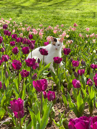 Cat playing in tulip flowerbed in Gulhane garden in Istanbul, Turkeyの写真素材