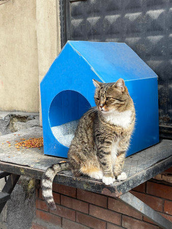 Street cat sits near his house in Istanbul, Turkeyの写真素材