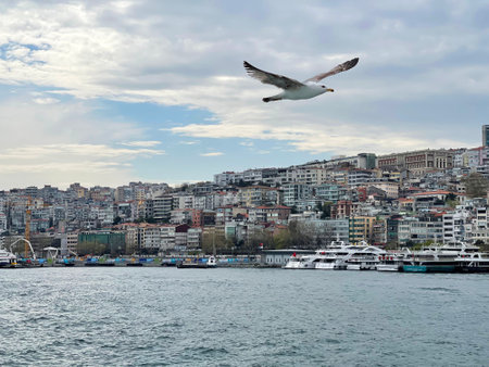 Seagull flying over the Bosphorus with Istanbul in the background in cloudy day, Turkeyの写真素材