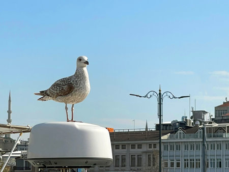 Seagull sitting on a boat in the port of Istanbul, Turkeyの写真素材