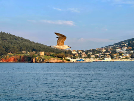Seagull flying near the Princes' Islands at sunset, Istanbul, Turkeyの写真素材