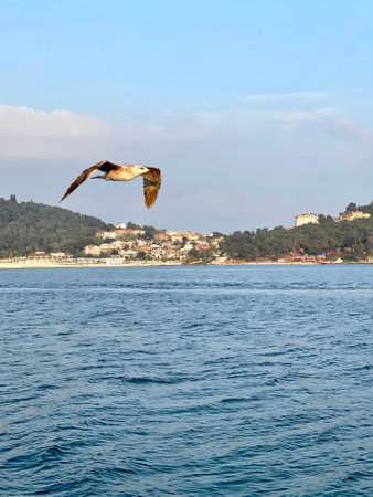 Seagull flying near the Princes' Islands at sunset, Istanbul, Turkeyの写真素材
