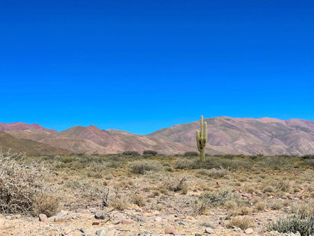 Giant lonely cactus growing along a road in Jujuy Province, Argentinaの写真素材