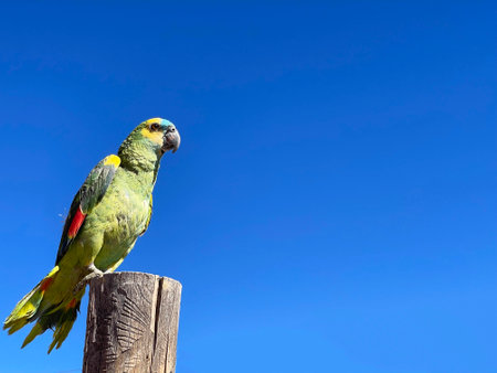 Big green parrot against blue sky, copy space