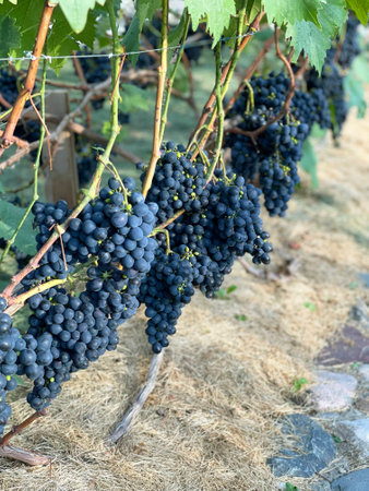 Ripe grapes hanging from the vine on a sunny day