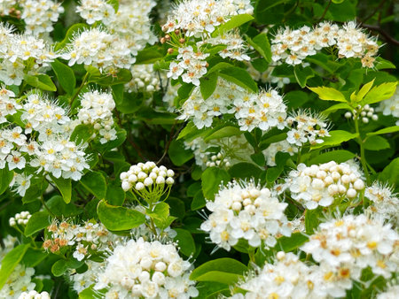 White spirea in the garden, floral background