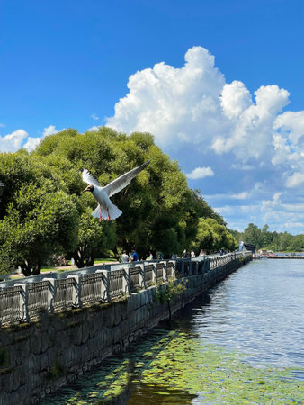 Seagull over the water on the embankment of Vyborg near Saint Petersburg, Russiaの写真素材