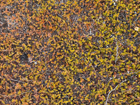 A creeping plant in the tundra on the shore of the Barents Sea, top view, floral background.
