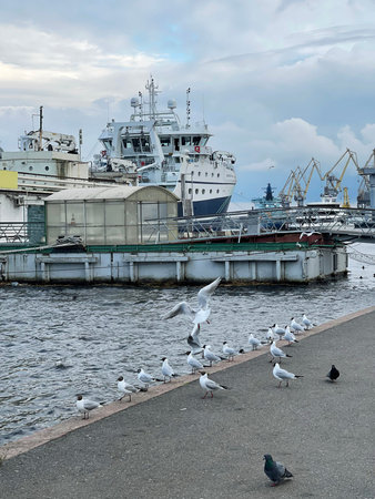 17 of June 2025 - Saint Petersburg , Russia: Seagulls frolic on the embankment near the piers and old shipsのeditorial素材