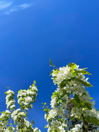 Branch with white flowers against blue sky, floral background