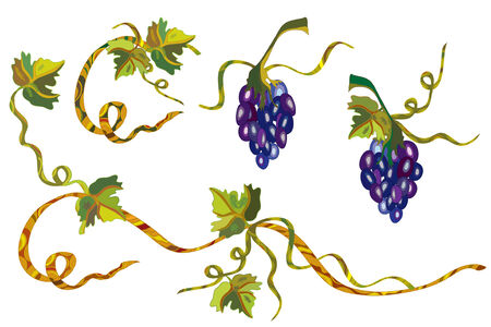 Grape vine design elements のイラスト素材