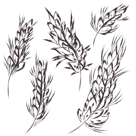Wheat symbol sketch artistic vectorのイラスト素材