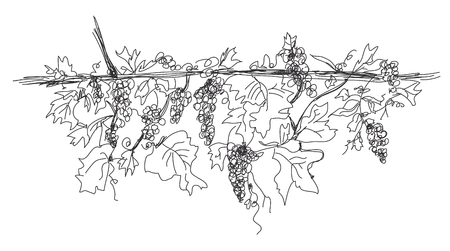 Hand drawn banner of grape - header designのイラスト素材