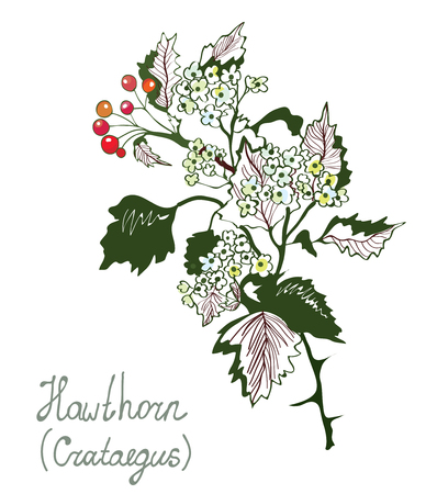 Hawthorn or cretaceous botany illustration for herbal medicine. Sketchy hand drawn style.のイラスト素材