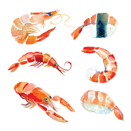 Watercolor hand drawn sushi, seafood, lobster in vector.のイラスト素材