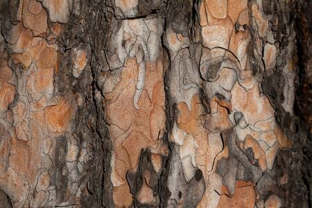 Dark fir bark texture. Fir bark background. Fir bark texture. Tree bark background. Bark background. Bark texture. Tree bark textureの写真素材