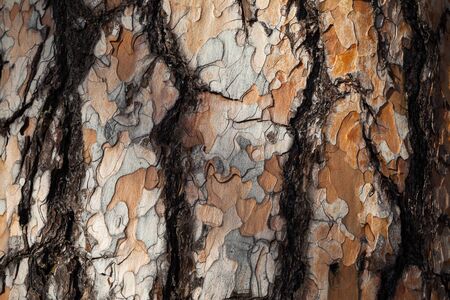 Red larch bark grain background. Larch bark background. Larch bark texture. Tree bark background. Bark background. Bark texture. Tree bark textureの写真素材